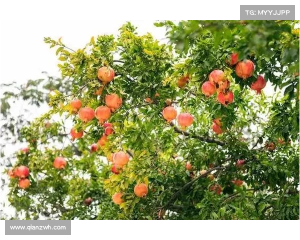 高地红石榴种植技术与科学探索之道:从土壤选择到果实管理的全程剖析 高地红石榴种植技术与科学探索之道:从土壤选择到果实管理的全程剖析